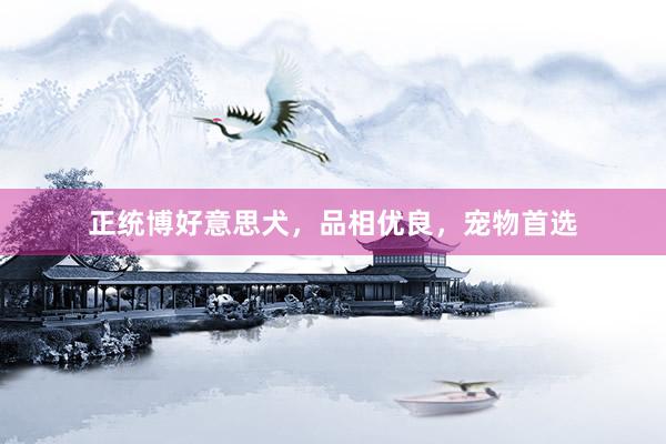 正统博好意思犬，品相优良，宠物首选